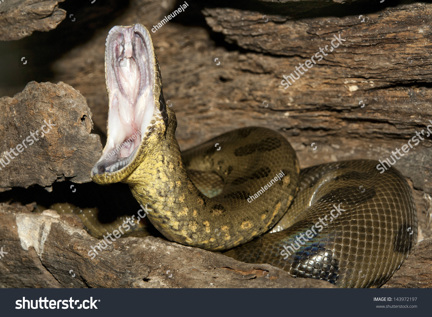 Anaconda Mouth 64