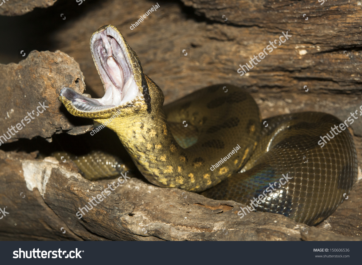 Anaconda Mouth 52