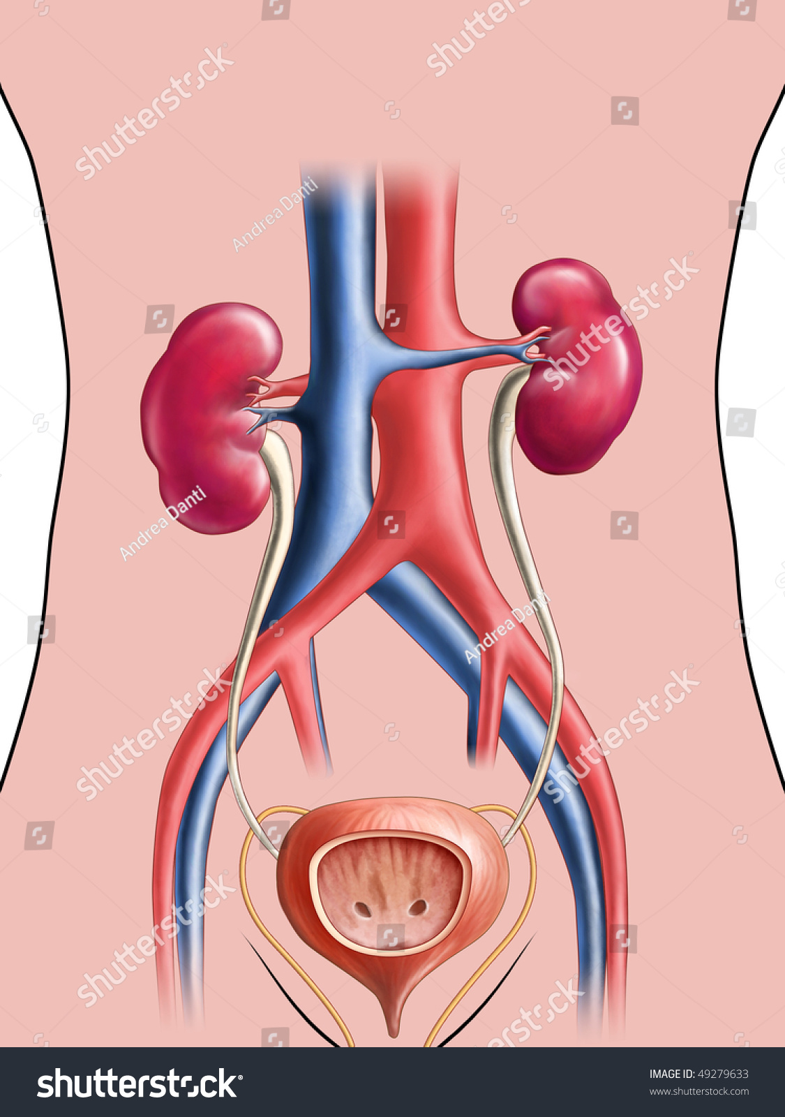 Anatomical Drawing Urinary System Digital Illustration Stock