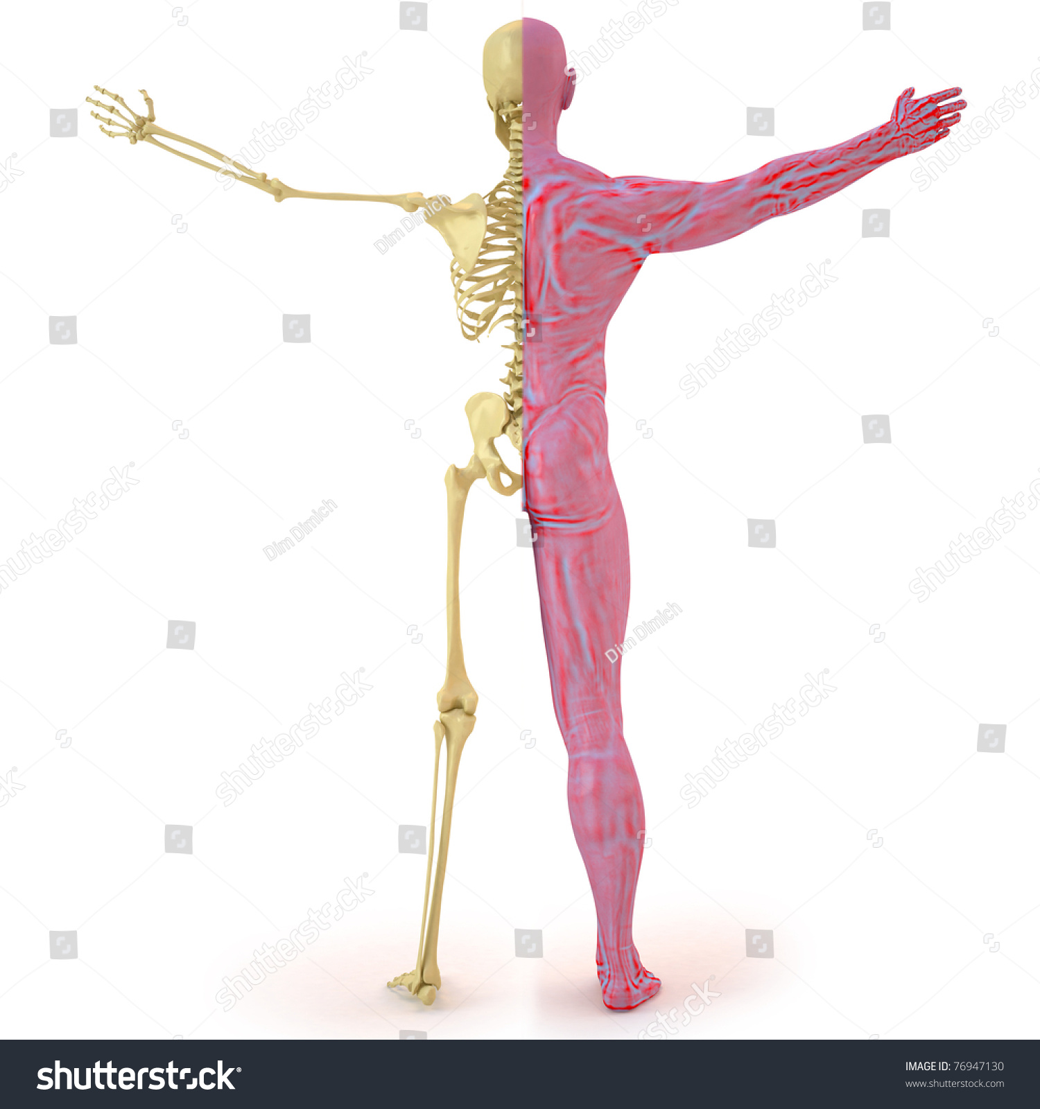 Anatomical Structure Of The Body Man. Bones And Muscular Flesh