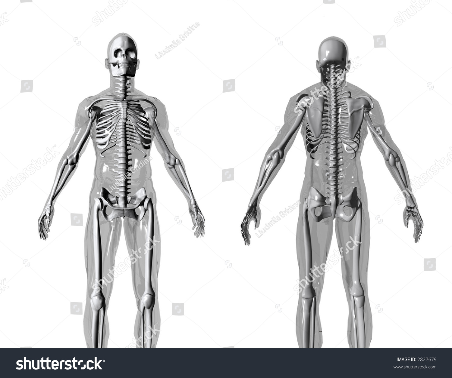 Anatomically Correct 3d Model Of Human Body Isolated On White