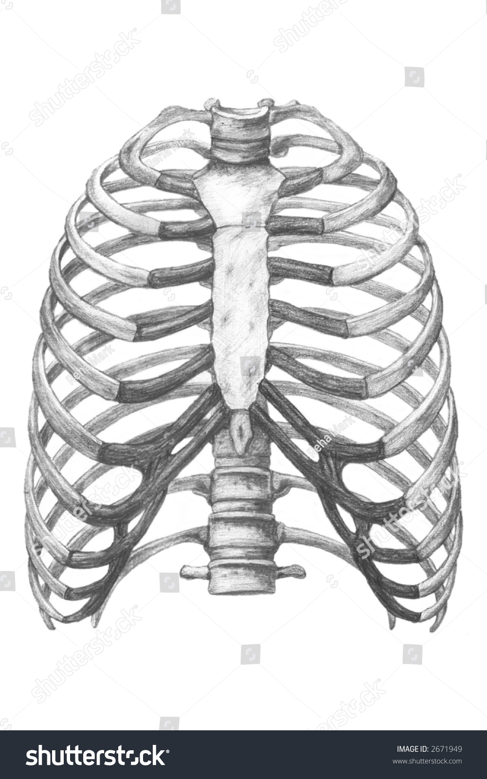 Anatomically Correct Drawing Chest Bone Structure Stock Illustration