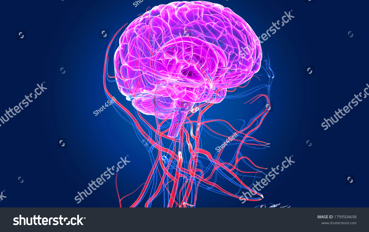 Anatomy Physiology Brain Brain Spinal Cord Shutterstock