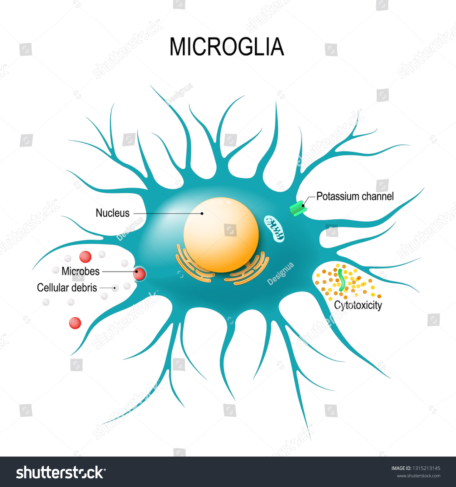 Anatomy Microglial Cell Glial Cell Macrophage