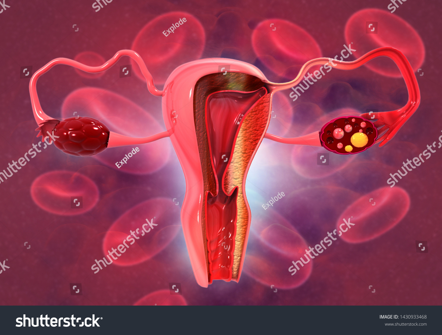 Anatomía del sistema reproductivo femenino Renderizado ilustración de