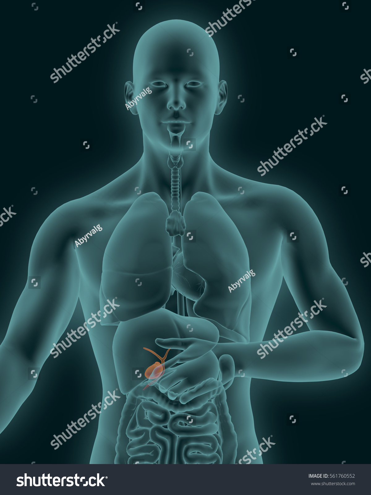 Anatomy Human Gallbladder Digestive Organs Xray Illustration De Stock