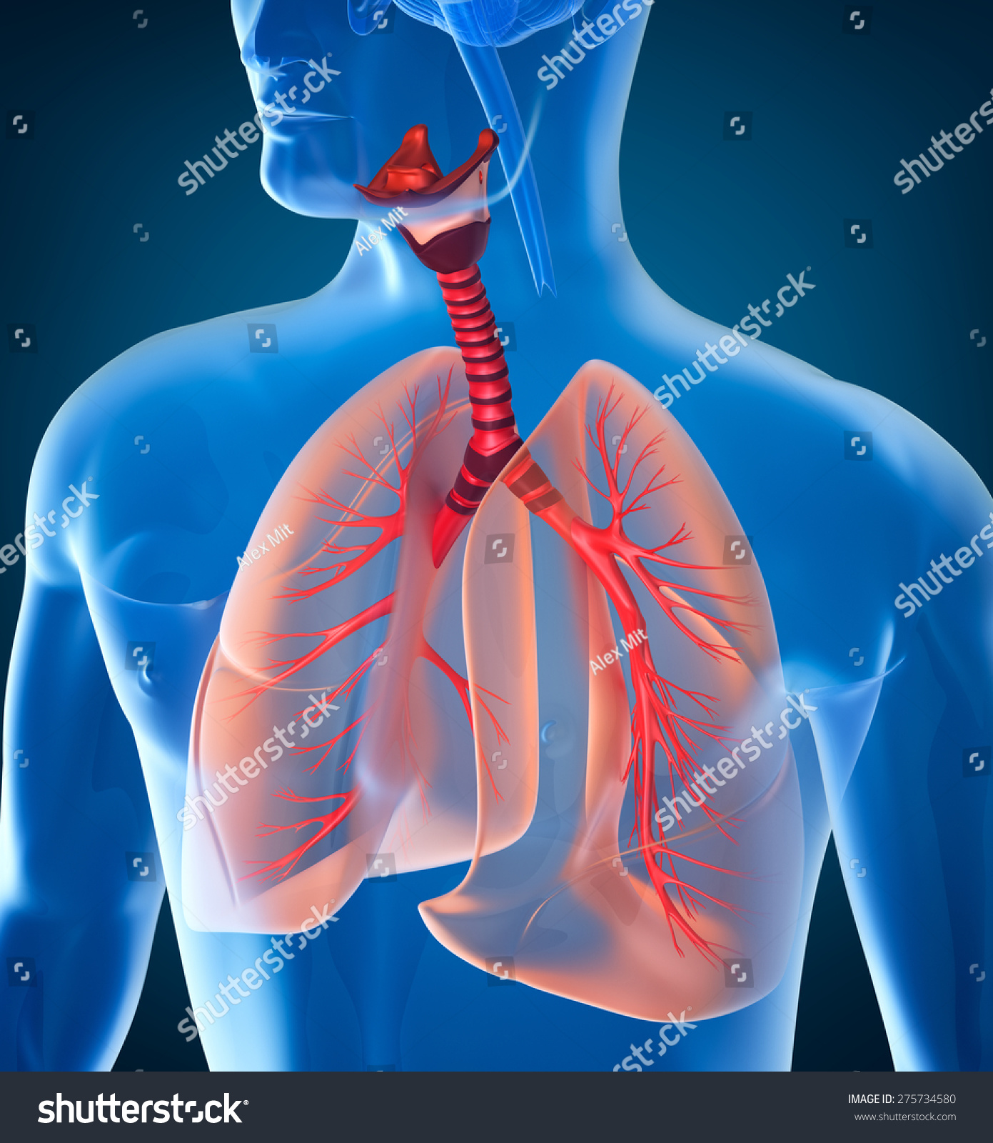 Anatomy Of Human Respiratory System Stock Photo 275734580 : Shutterstock