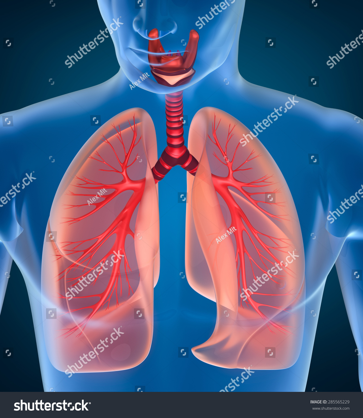 Anatomy Human Respiratory System Stock Illustration 285565229