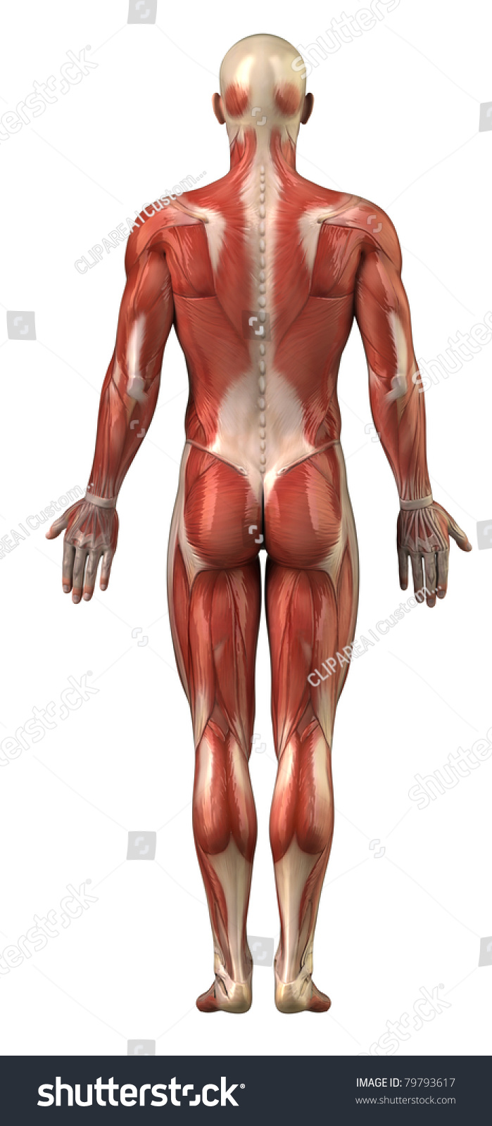 A Full Size Photo Of The Muscular System 36