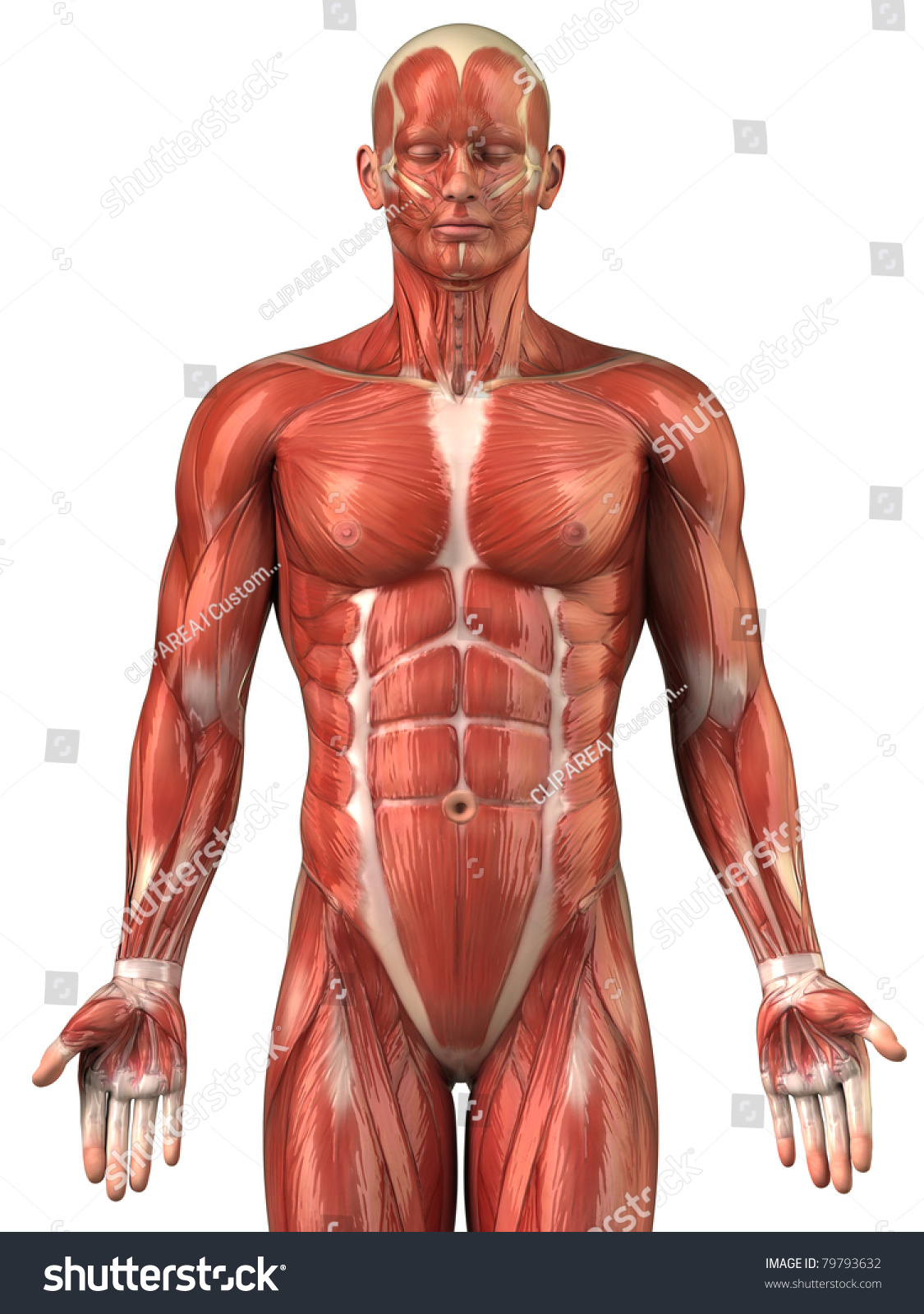 Anatomy Man Muscular System Upper Half Stock Illustration