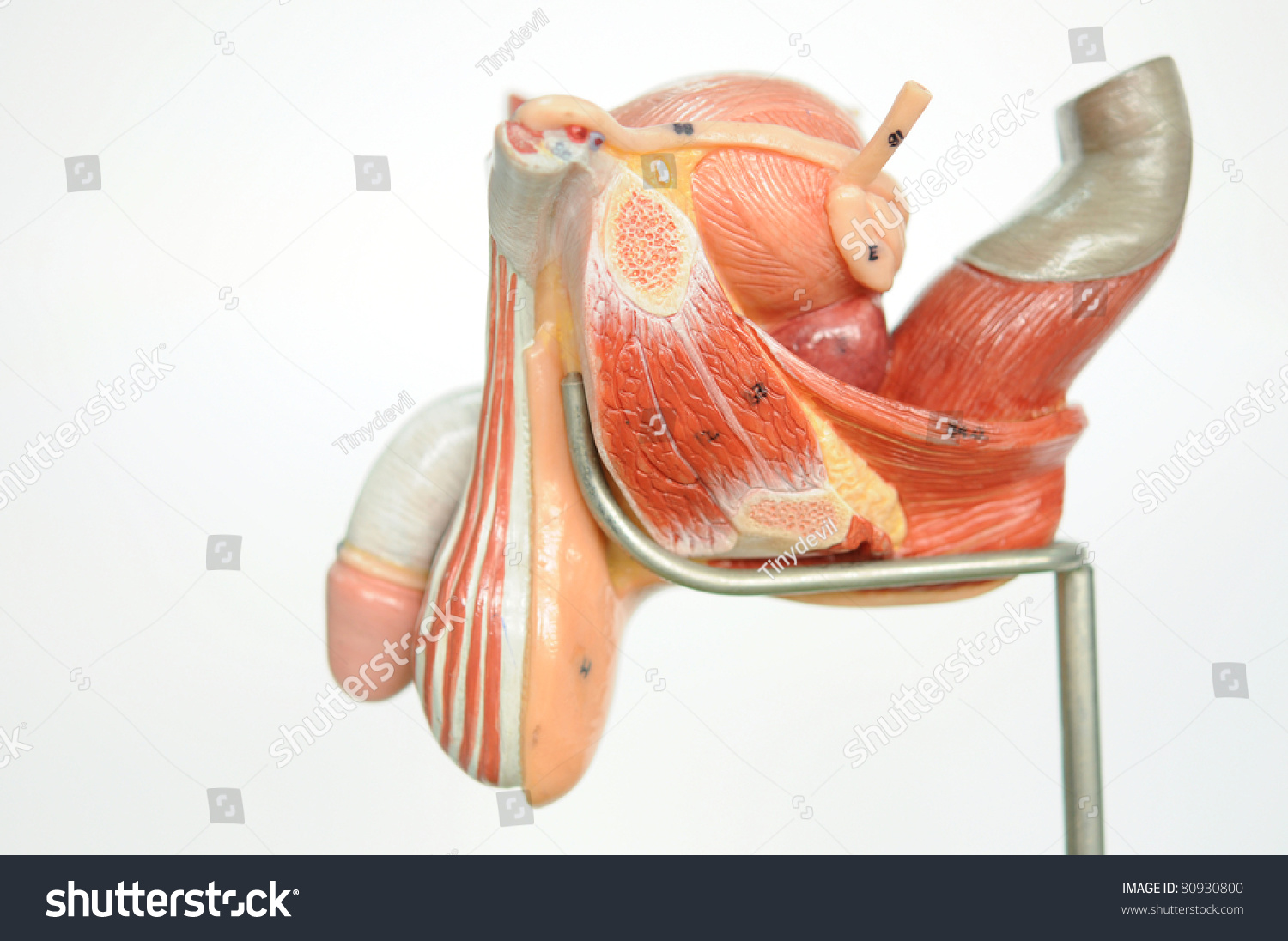 Penis Anatomy Pics 48