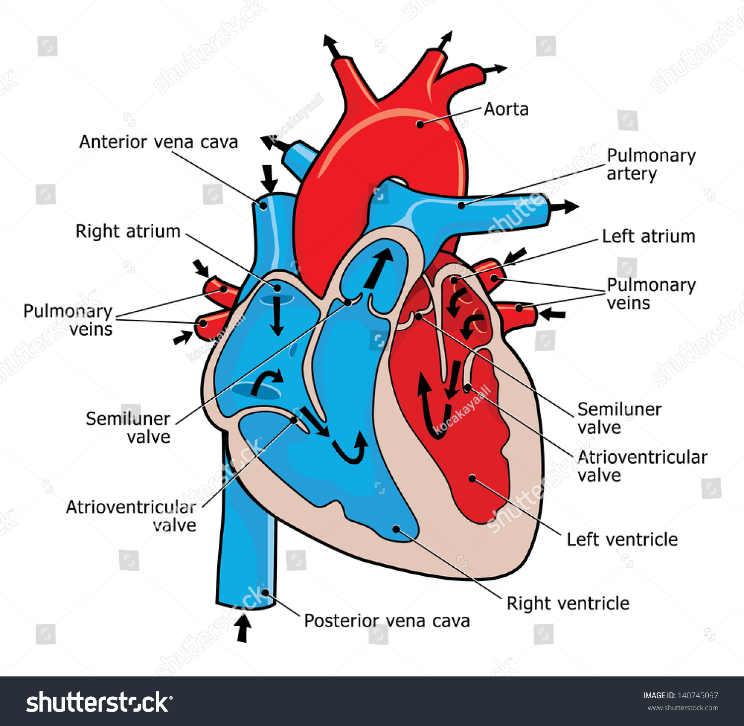 Anatomy Of The Human Heart Stock Photo 140745097 ...