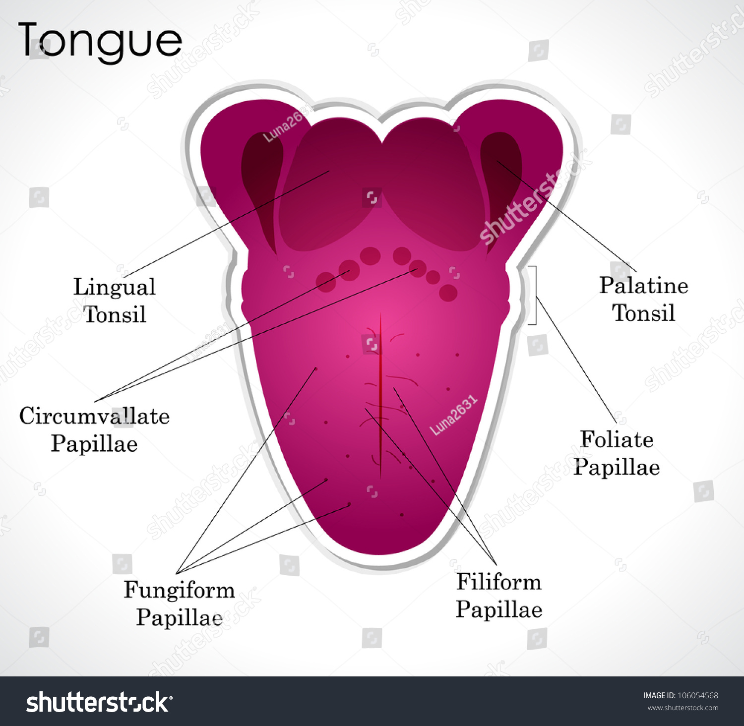 Anatomy Of The Human Tongue. Vector Version Is Also Available In This