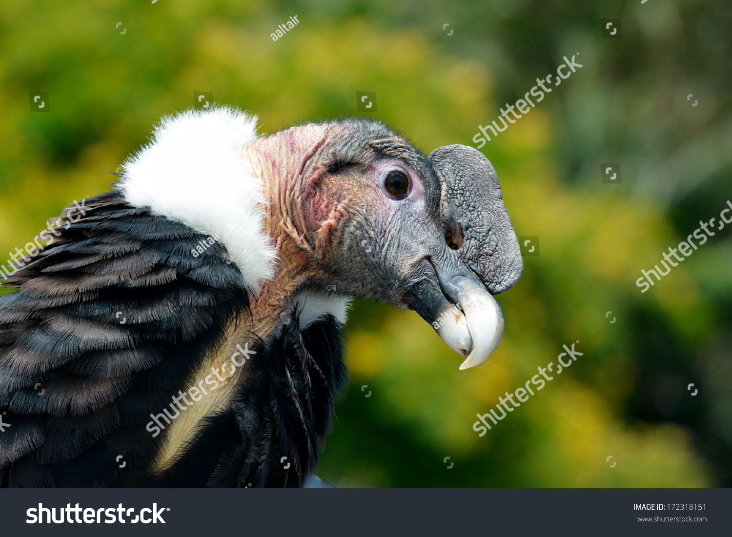 Andean Condor Vultur Gryphus Close Up Portrait Stock Photo 172318151