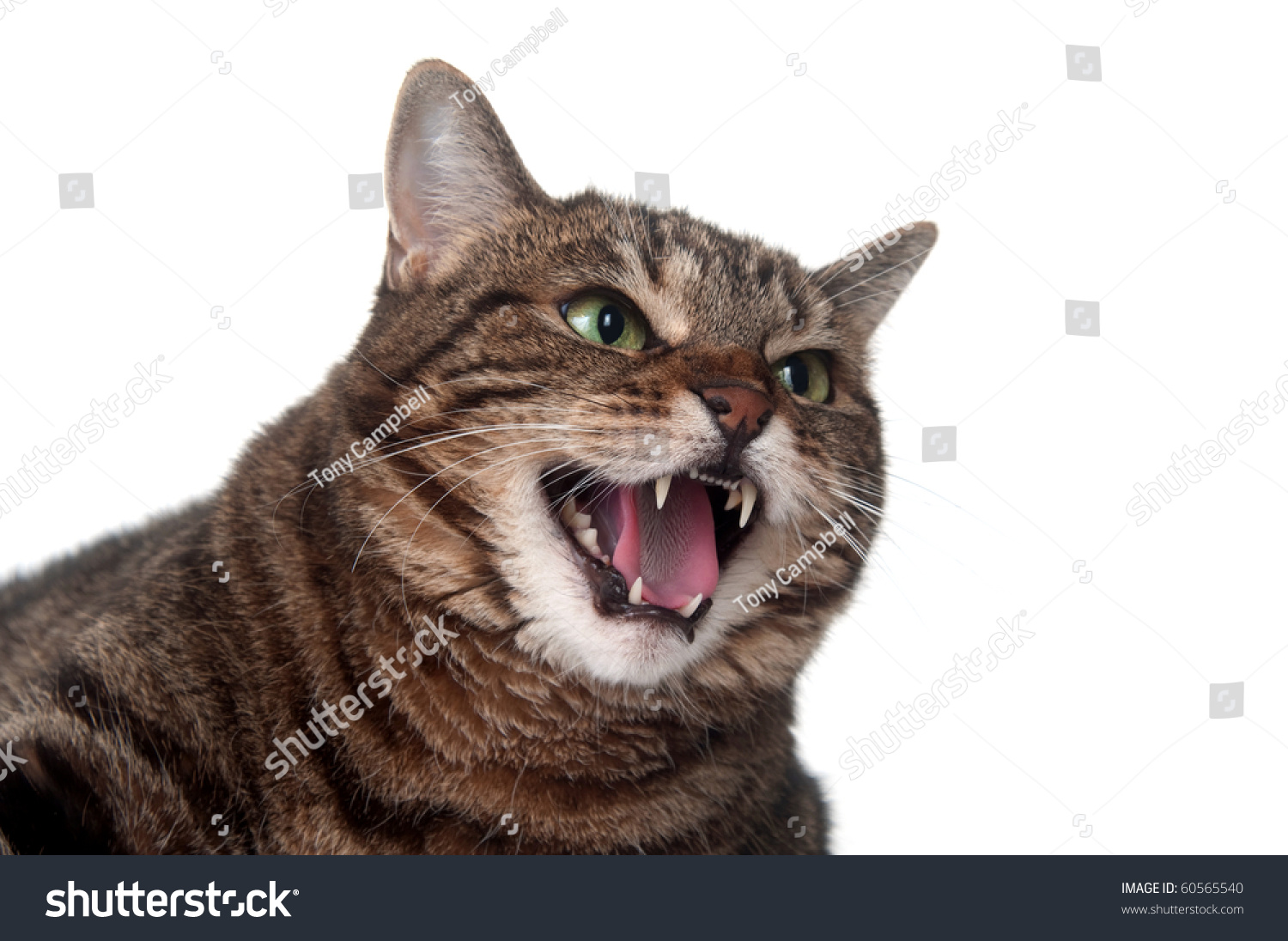 Angry Adult Tabby Cat Hissing Showing Stock Photo 60565540 Shutterstock