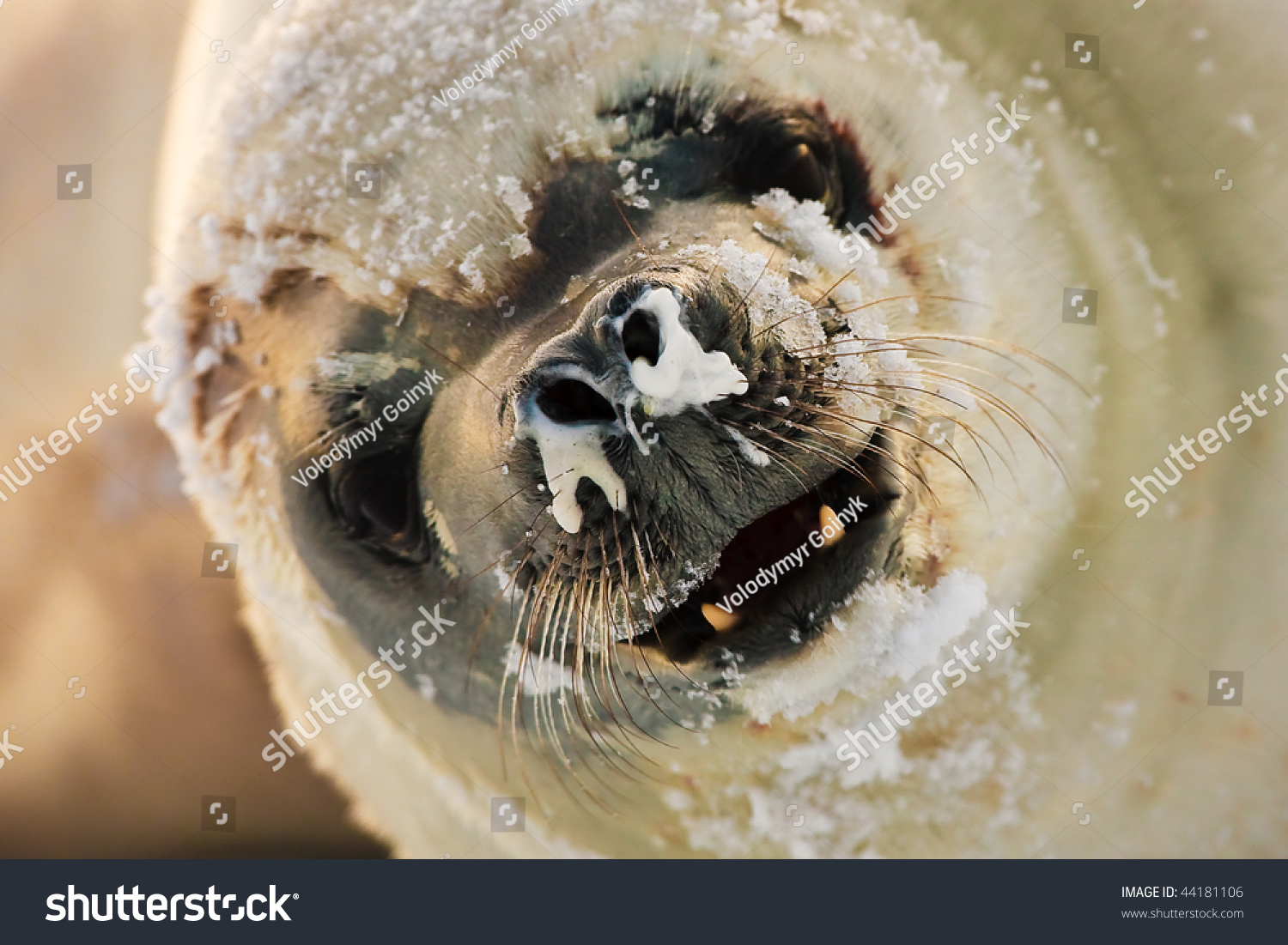 chubby angry seal