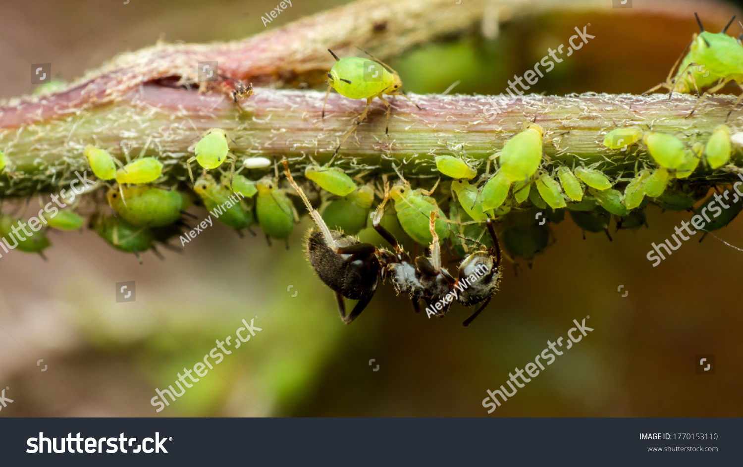 Ant Caring Aphids Symbiosis Insects Their Stock Photo Edit Now 1770153110