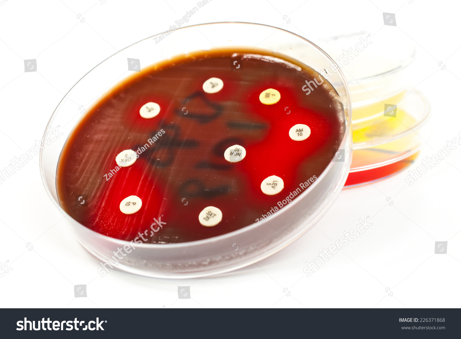 Antibiogram Showing Sensibility To Streptococcus Bacteria On Petri Dish