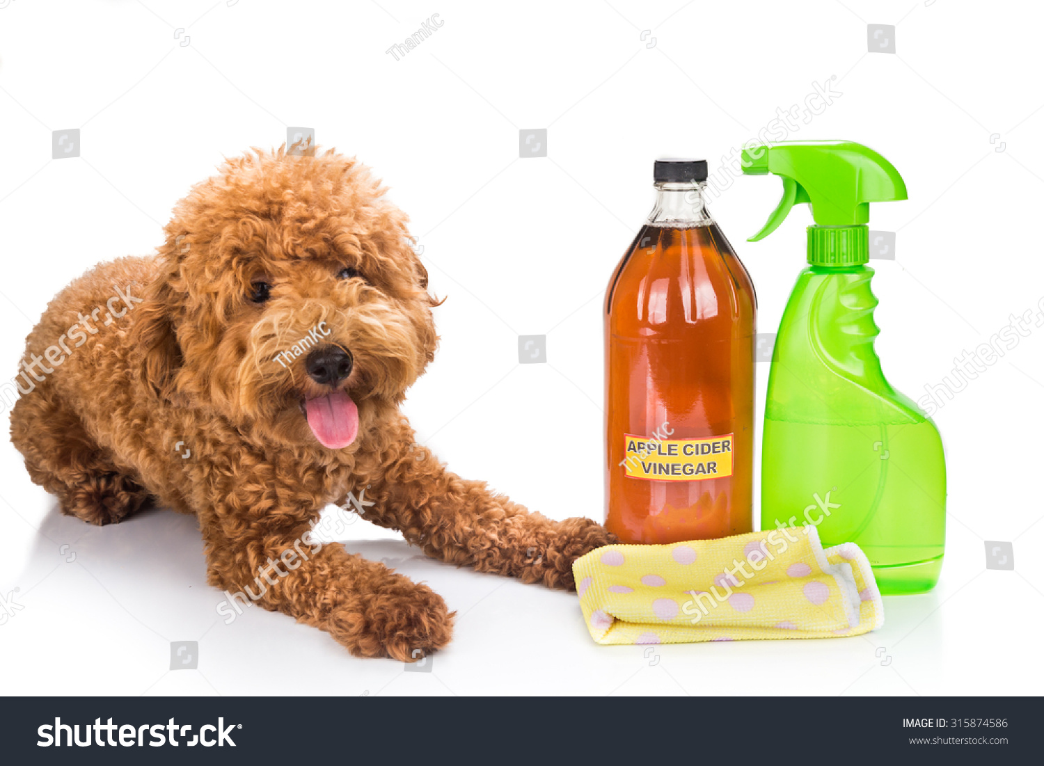 Apple Cider Vinegar Effective As Natural Flea Repellent For Pets Stock