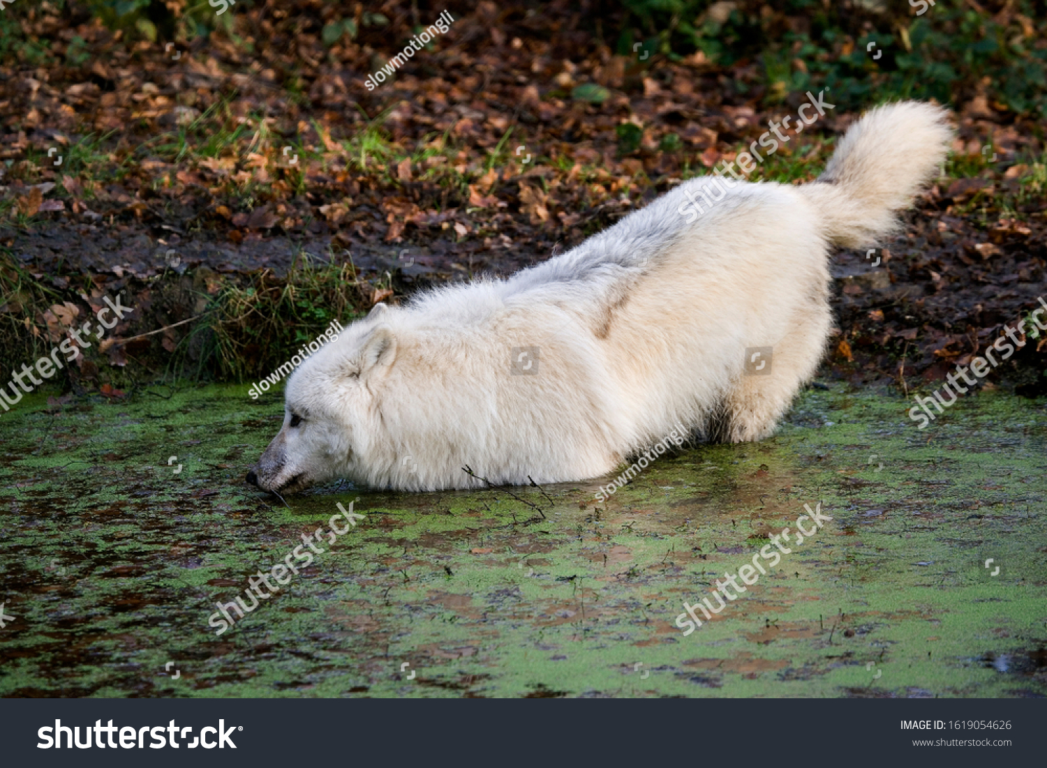 Arctic Wolf Canis Lupus Tundrarum Adult Stock Photo