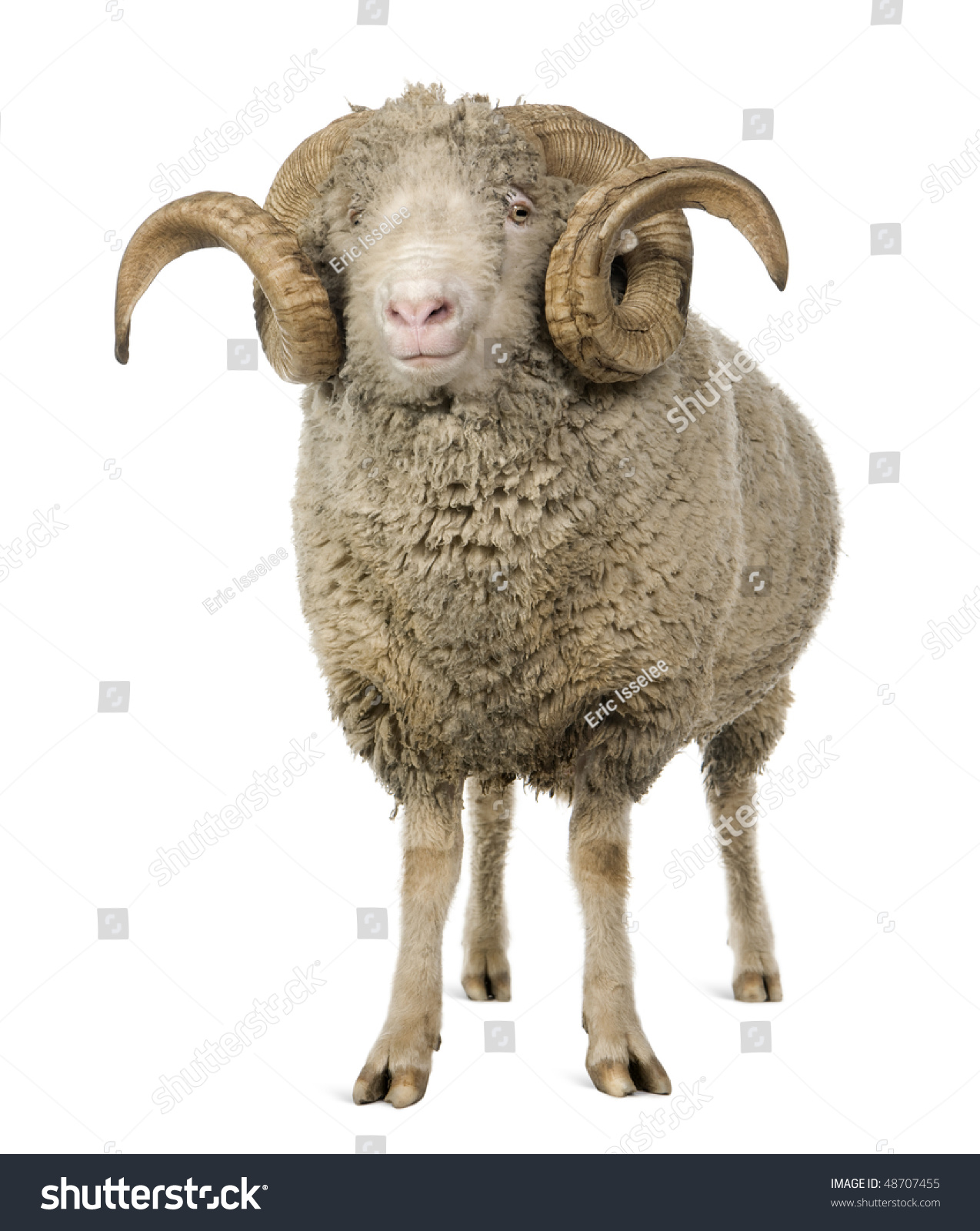 13+ Merino Sheep Ram Background