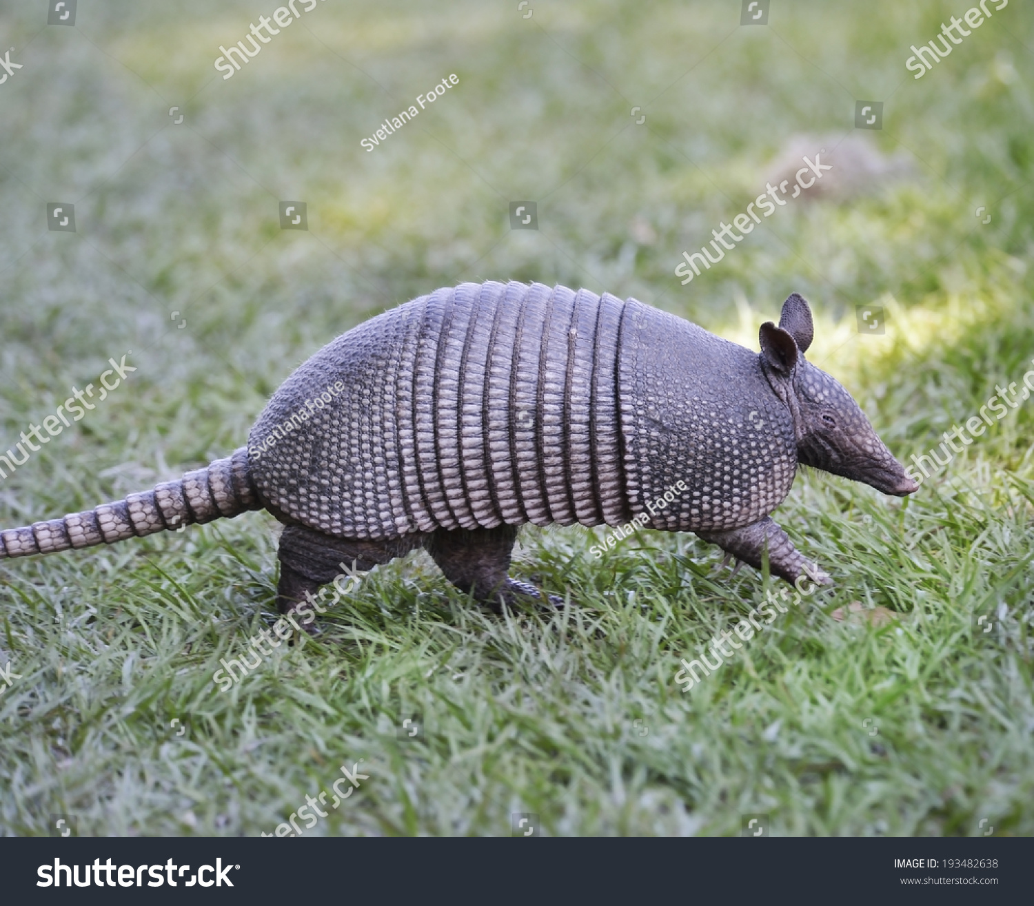 Armadillo Walking In Florida Circle B Bar Reserve Stock Photo 193482638 ...