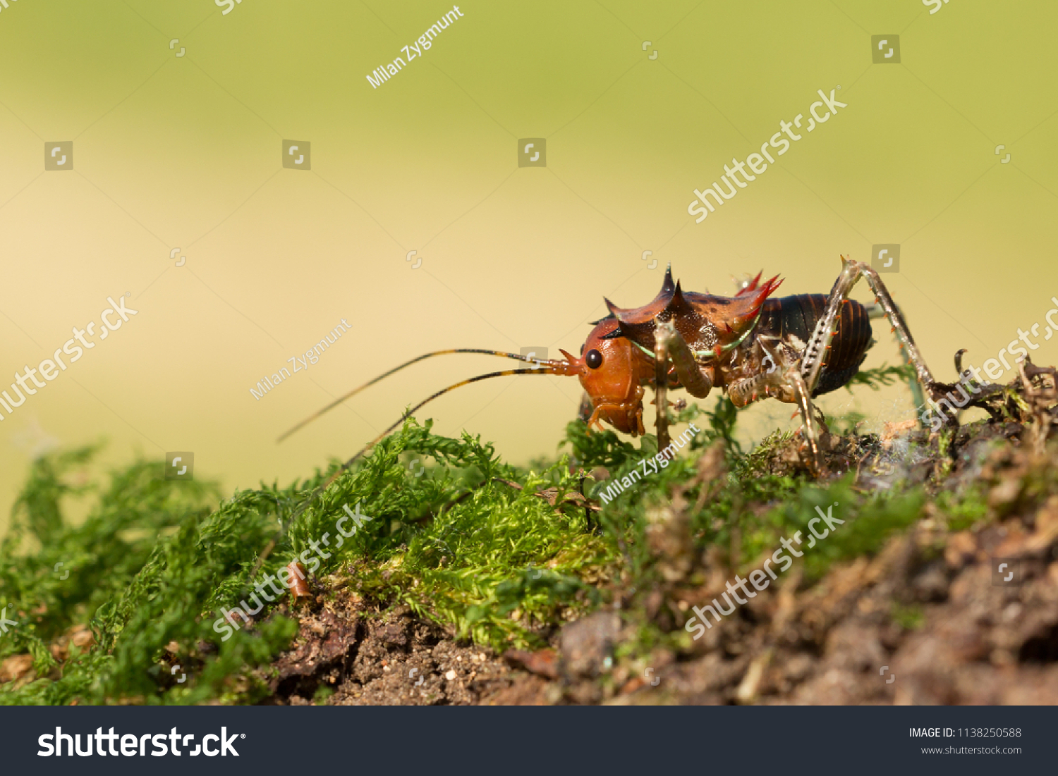 Armoured Katydid Armoured Ground Cricket Armoured Stock Photo Edit Now