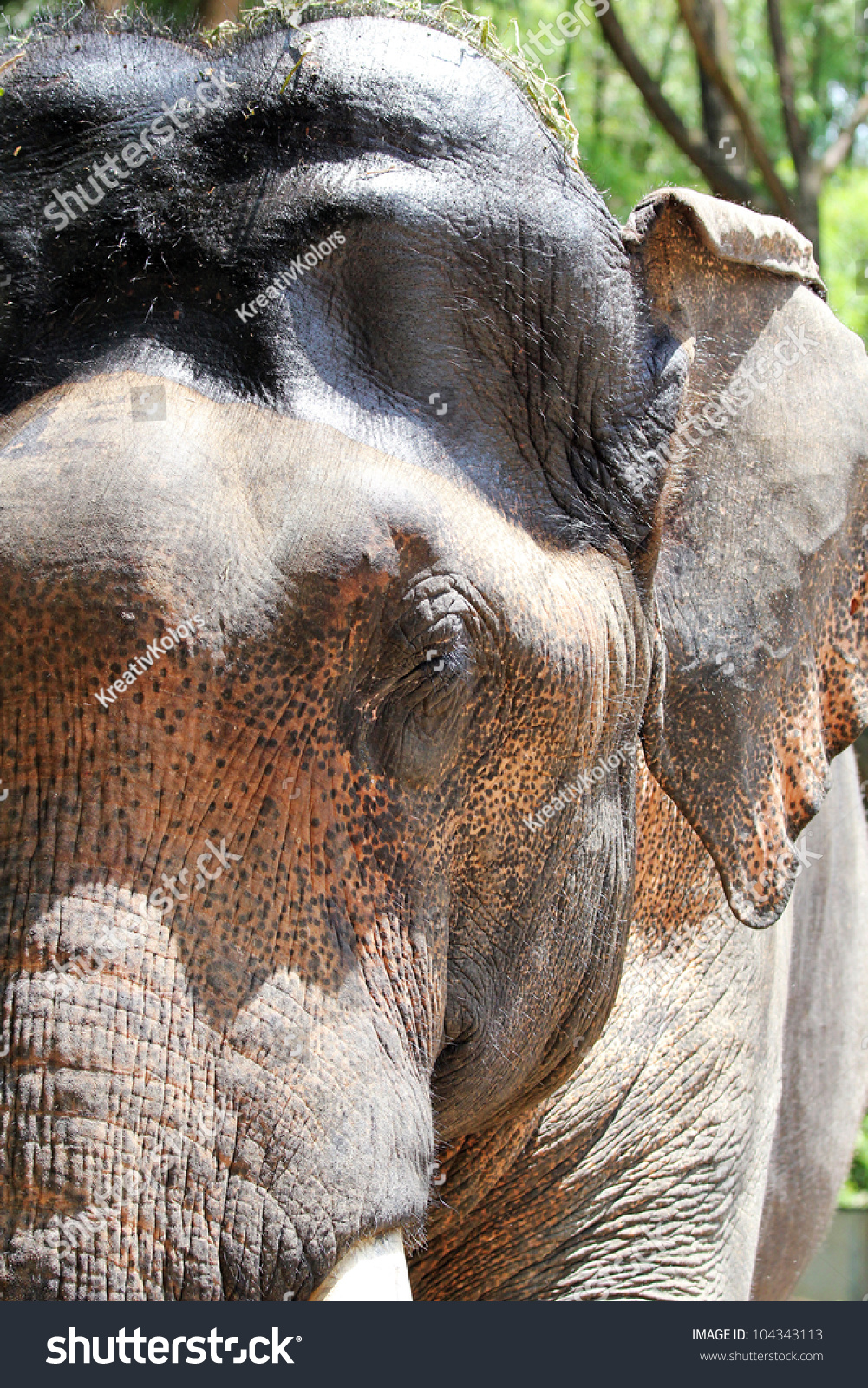 Asian Elephant Closeup Photo