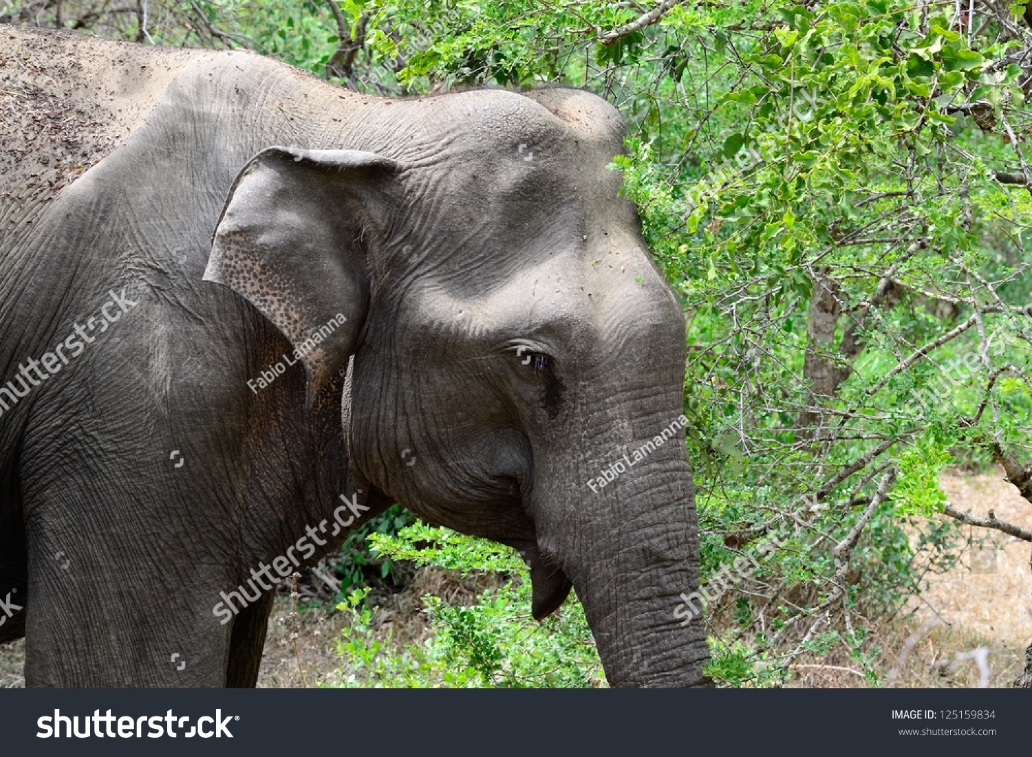 Asian Elephant In The Bush Close Up Yala National Park S