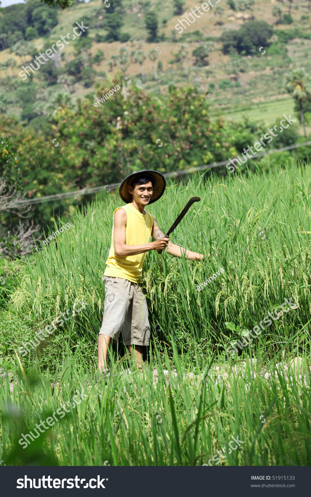 irish amateur rowing association asian rice fields