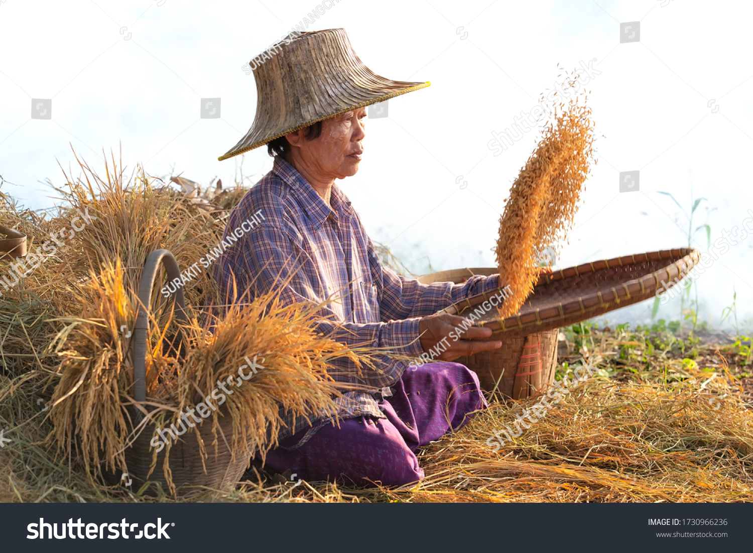 Rice Winnowing Imagens Fotos E Vetores Stock Shutterstock