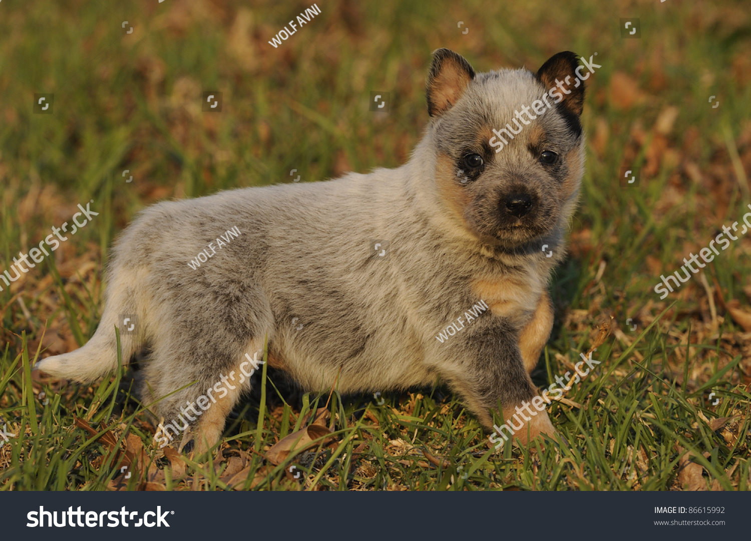 Australian Cattle Dog Puppy Aged Four Stock stock photo australian cattle dog puppy aged four weeks