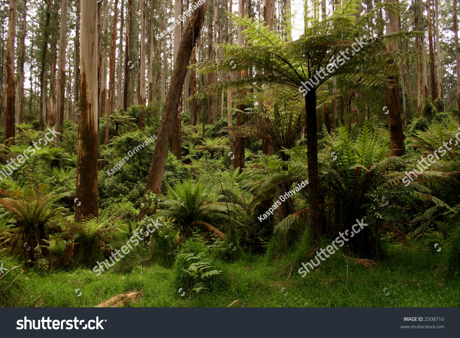 Australian Rainforest Stock Photo 2508716 : Shutterstock