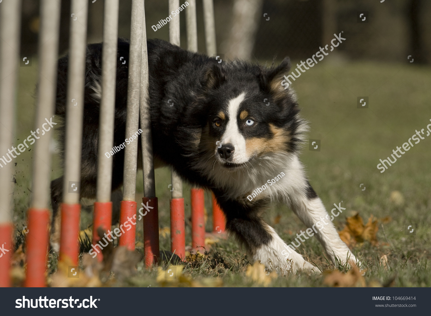 http://image.shutterstock.com/z/stock-photo-australian-shepherd-dog-that-runs-in-agility-slalom-104669414.jpg