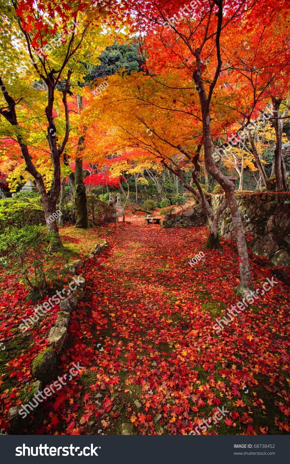 Autumn Japanese Garden With Maple In Kyoto,japan Stock Photo 68738452 