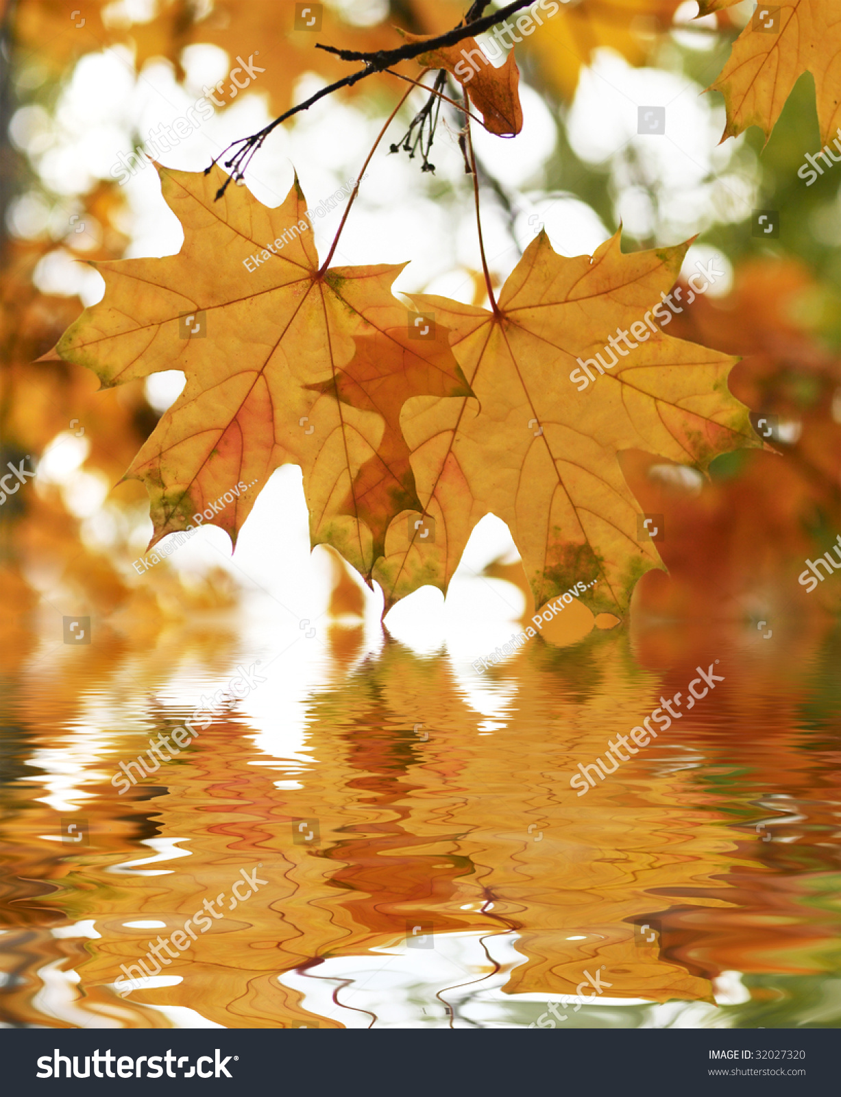 Autumn Leaves And Their Reflection At Water Stock Photo 32027320