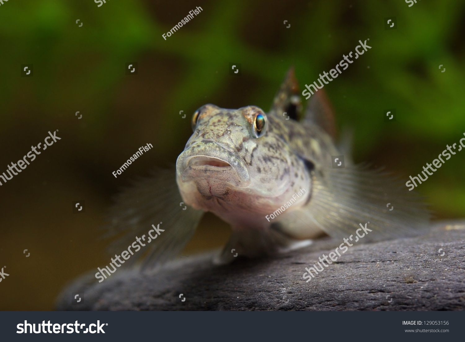 Awaous Ocellaris A Small Goby In Esturine Region Stock Photo