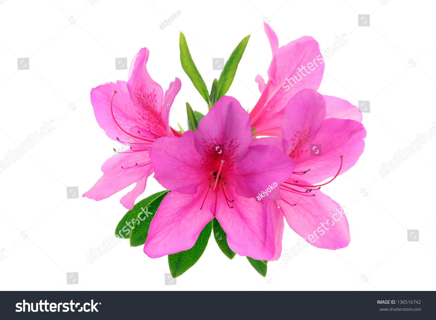 Azalea Flowers 스톡 사진 136516742 : Shutterstock