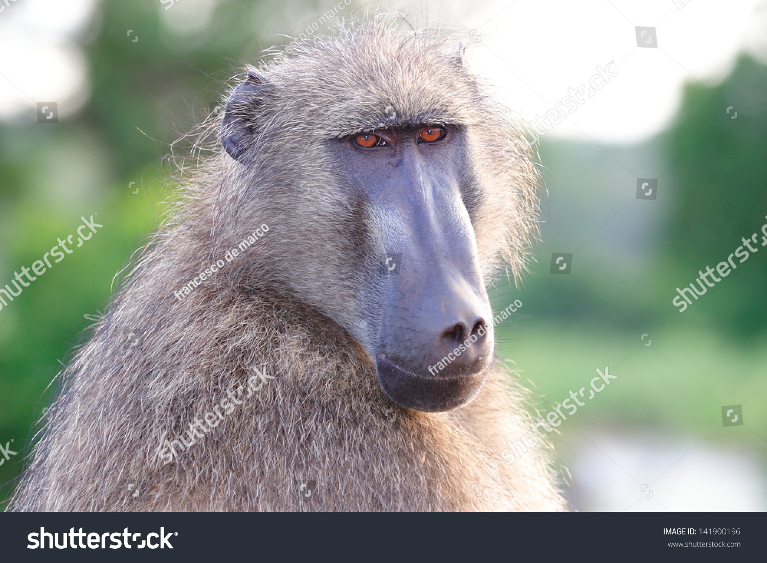 Baboon Monkey Omnivorous Mammal Herbivore African Savannas Kruger