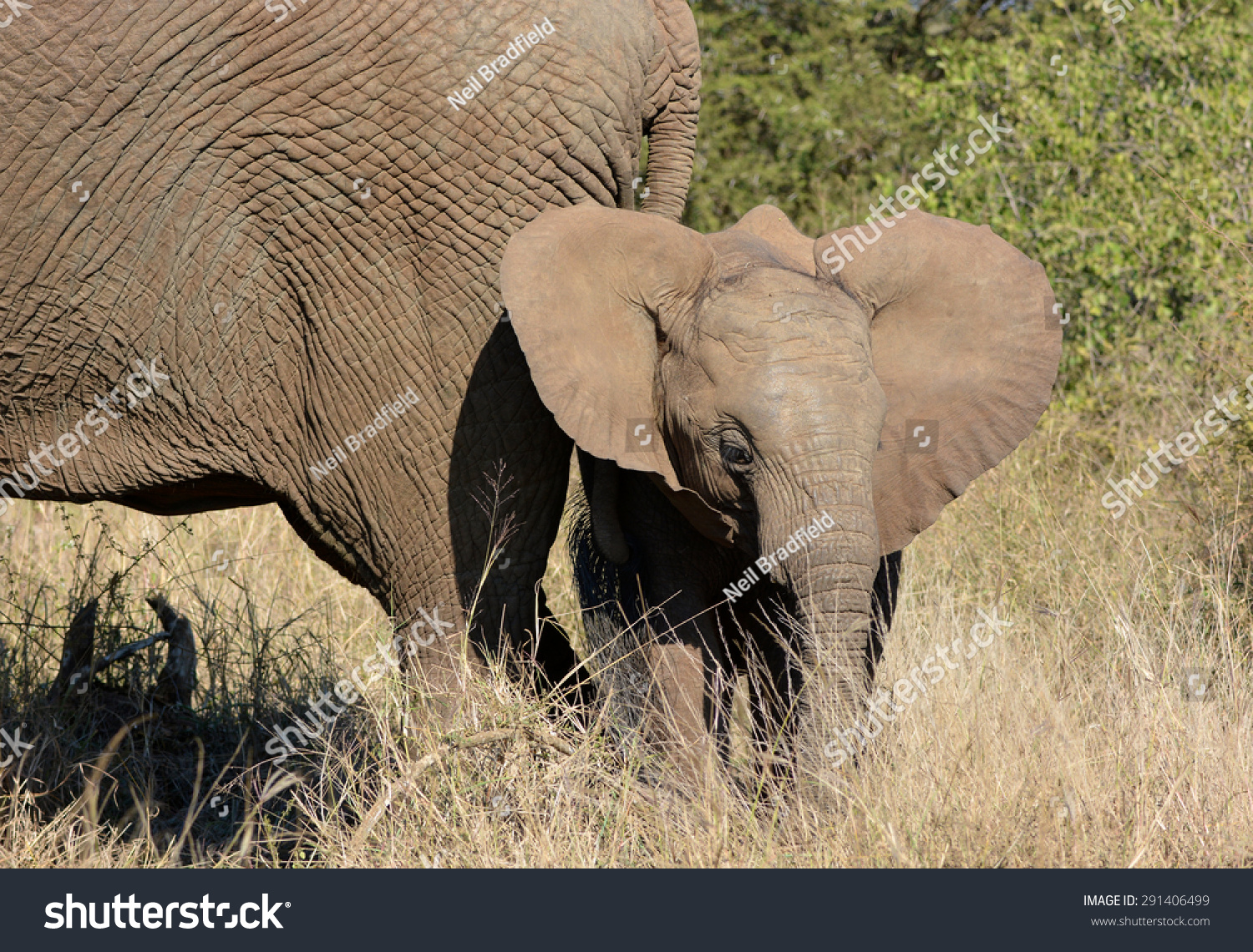 elephant toy with flapping ears