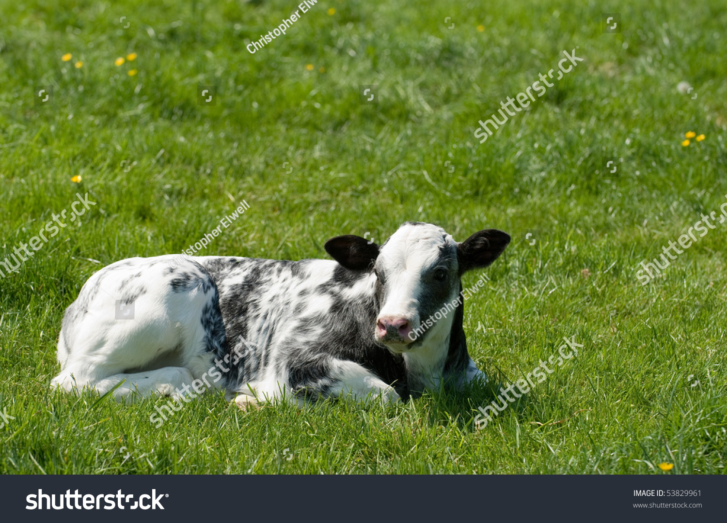 Baby Friesian Cow Lying In Summer Meadow Baby Friesian Cow Lying Summer Meadow Stock Photo 53829961