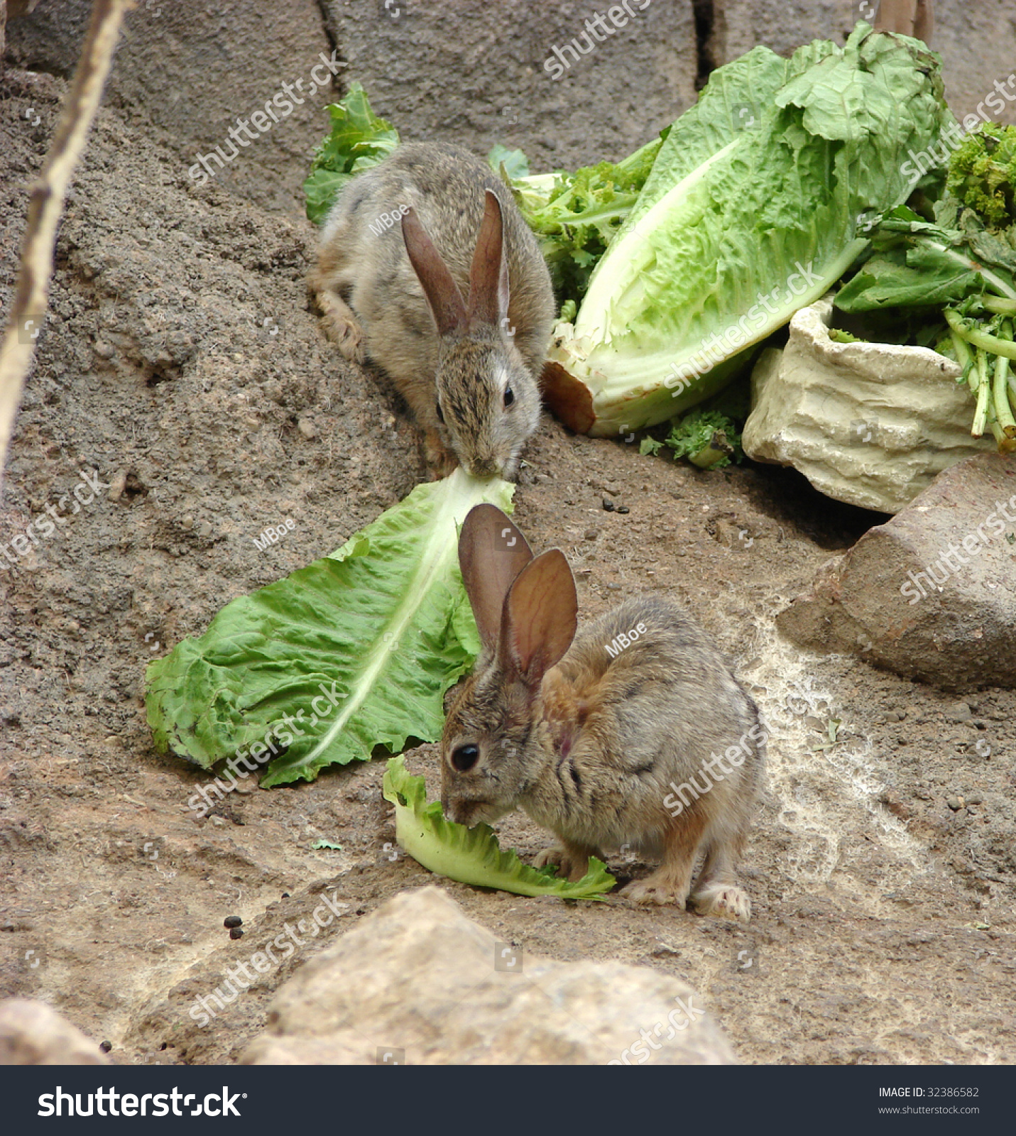 Can Baby Rabbits Eat Lettuce