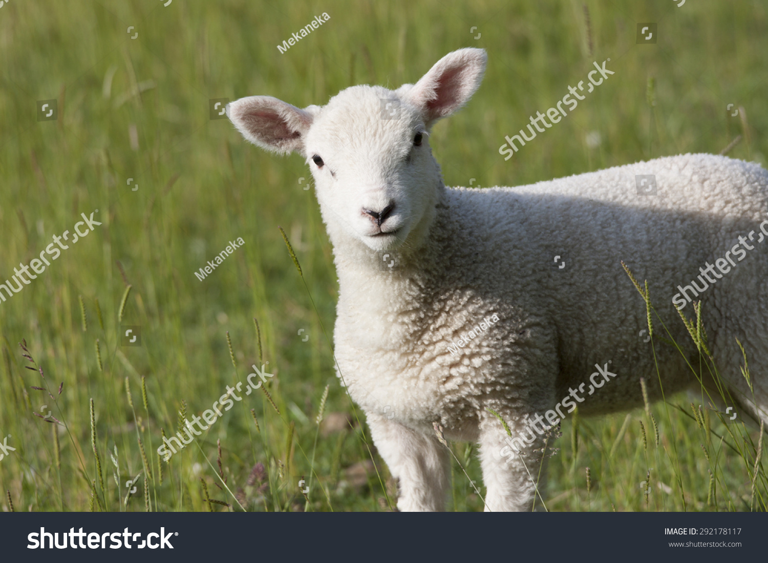 stock market jargon lamb