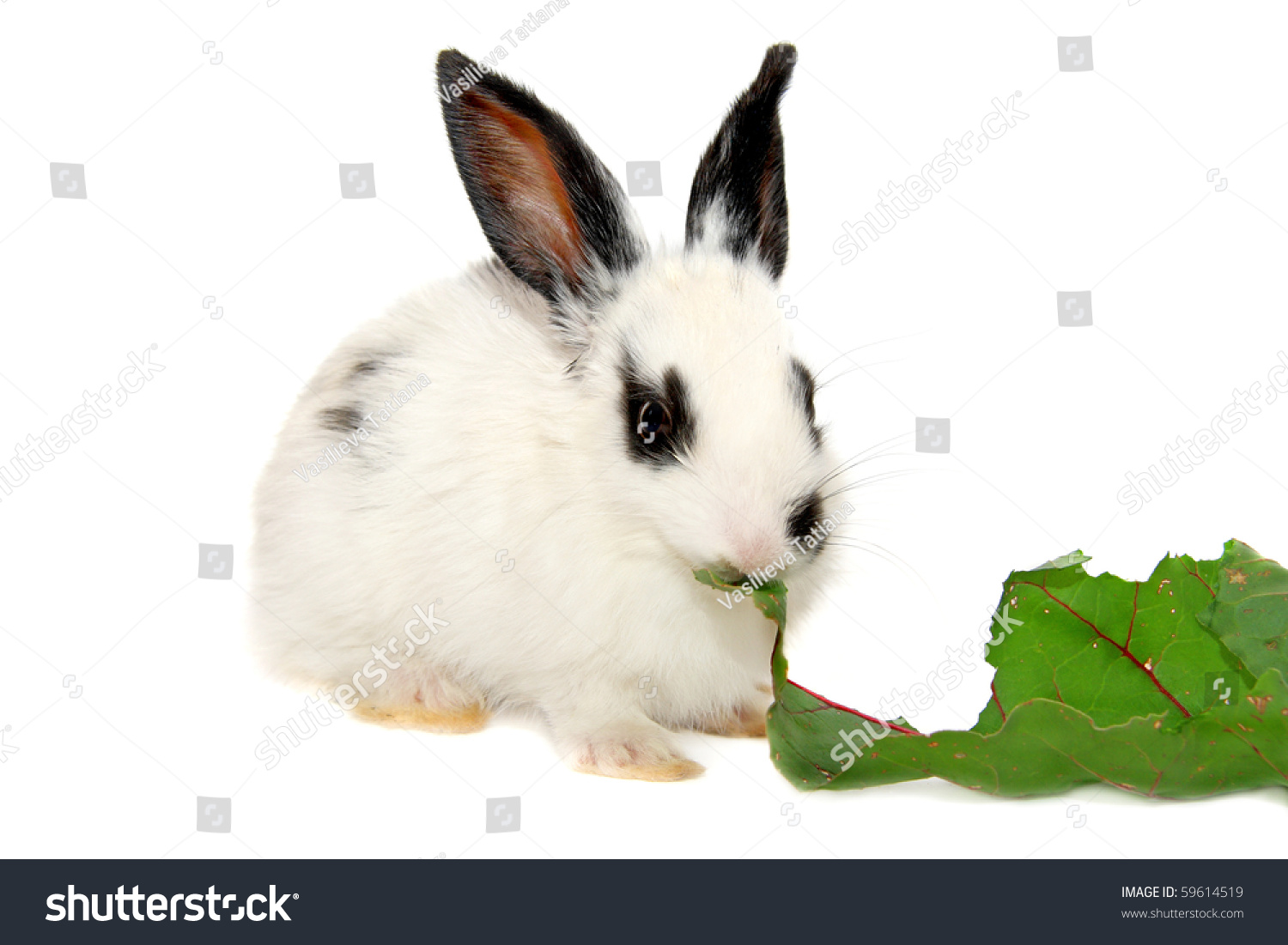 can-rabbits-eat-beets-petschoolclassroom