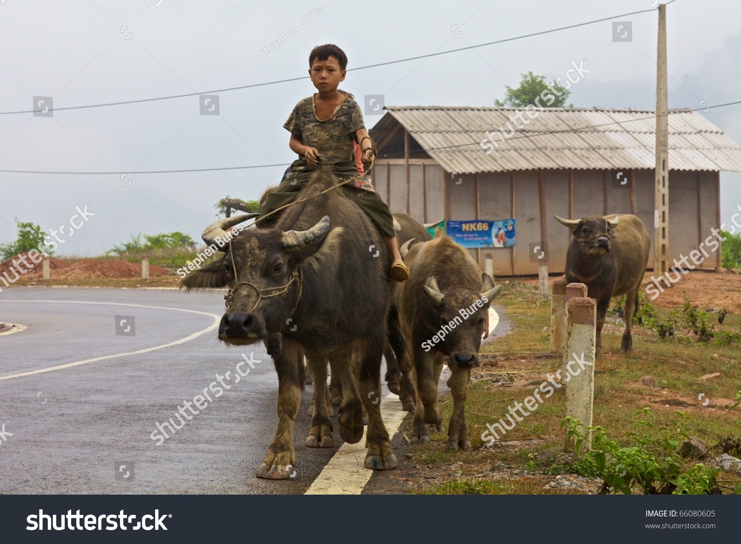 Vietnamese Children Riding Water Buffalo Editorial Stock 