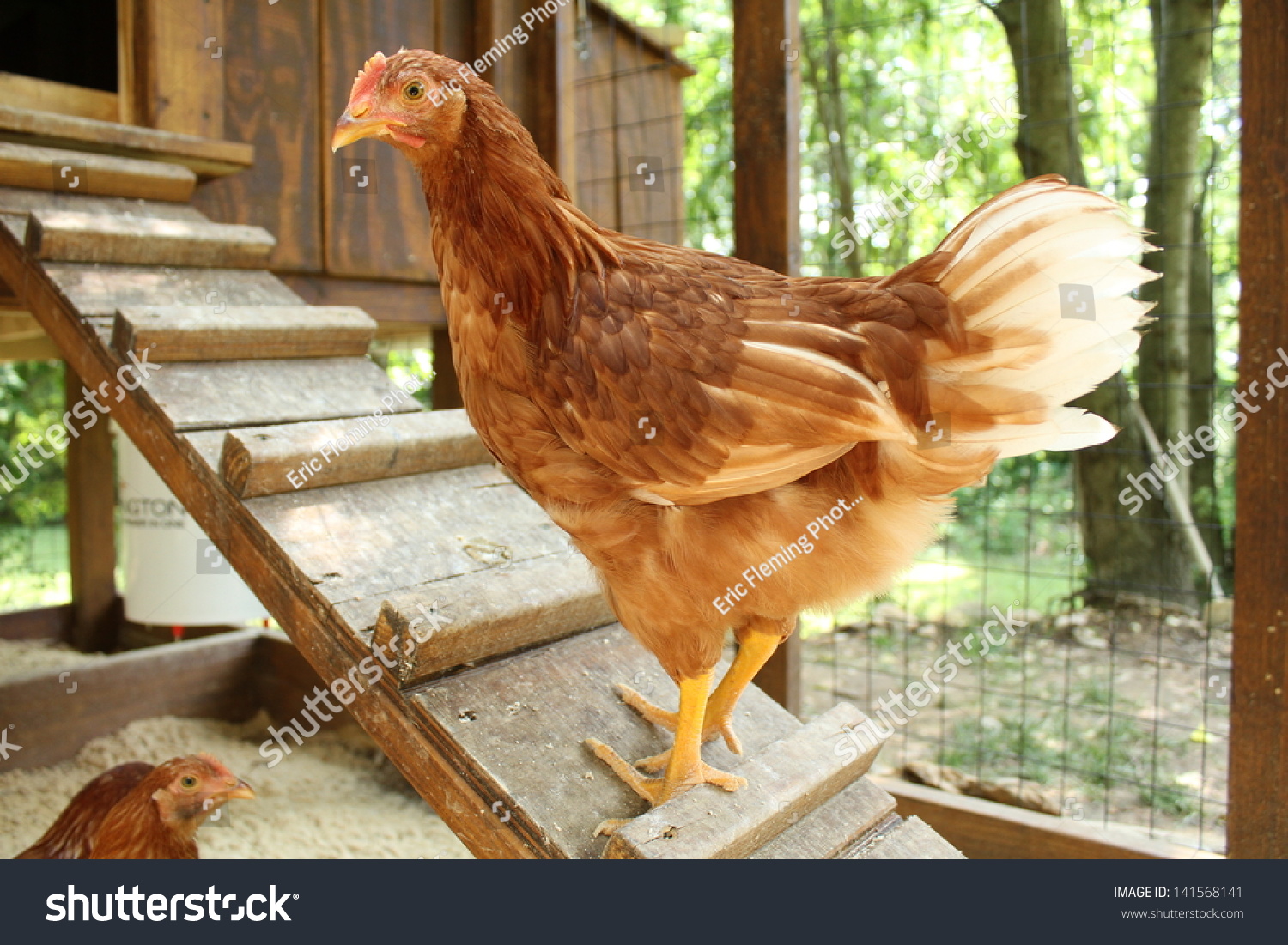 Backyard Chicken Farming Stock Photo 141568141 : Shutterstock