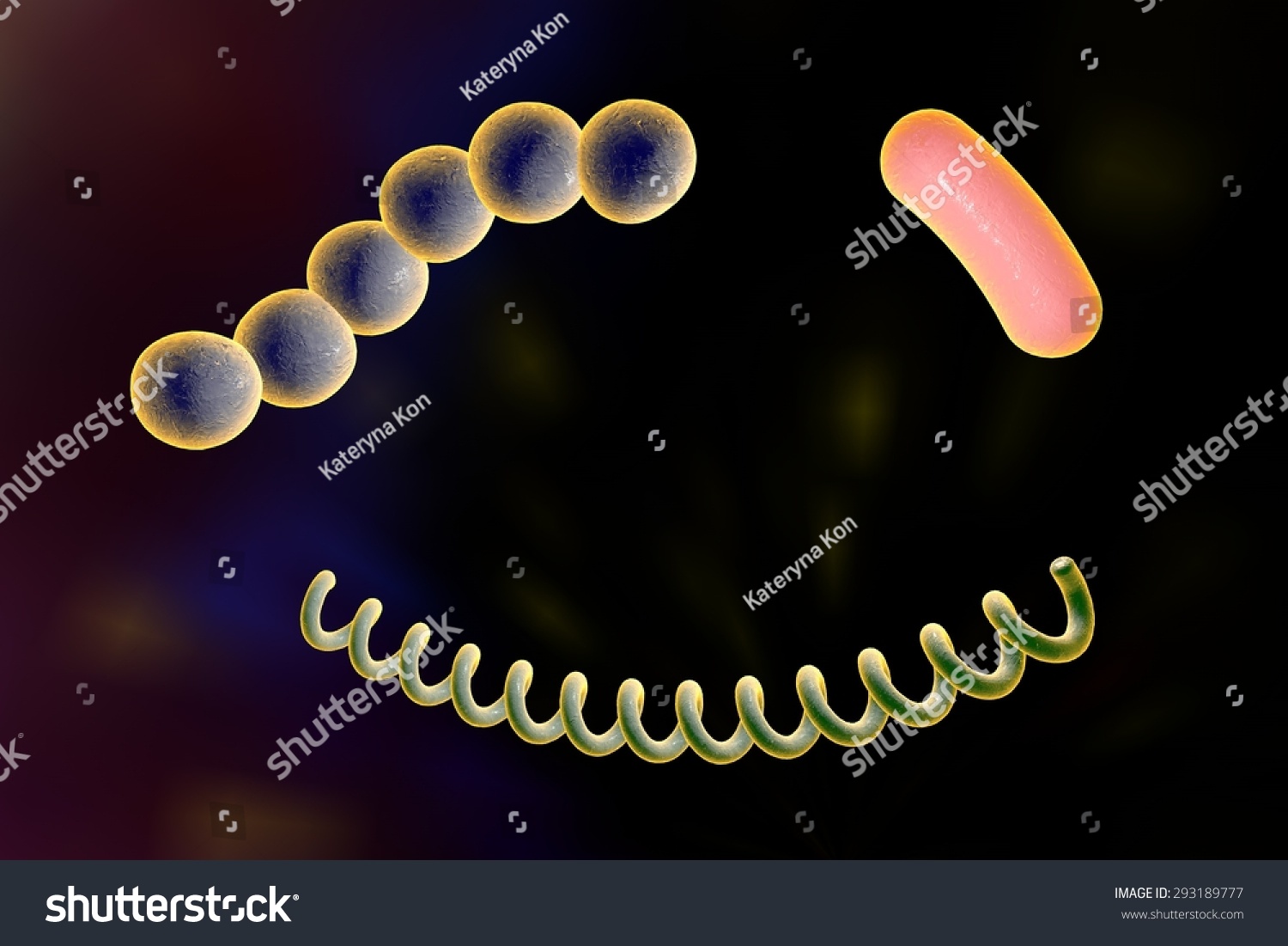 Bacteria Of Different Shapes. Spherical Bacteria (Cocci), Rod Shaped