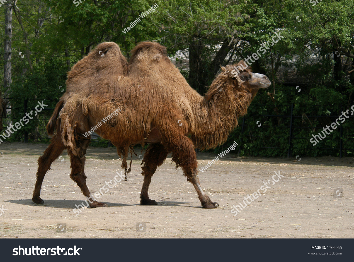 Bactrian Two-Humped Camel Also Known As A Two-Humped Camel (Camelus