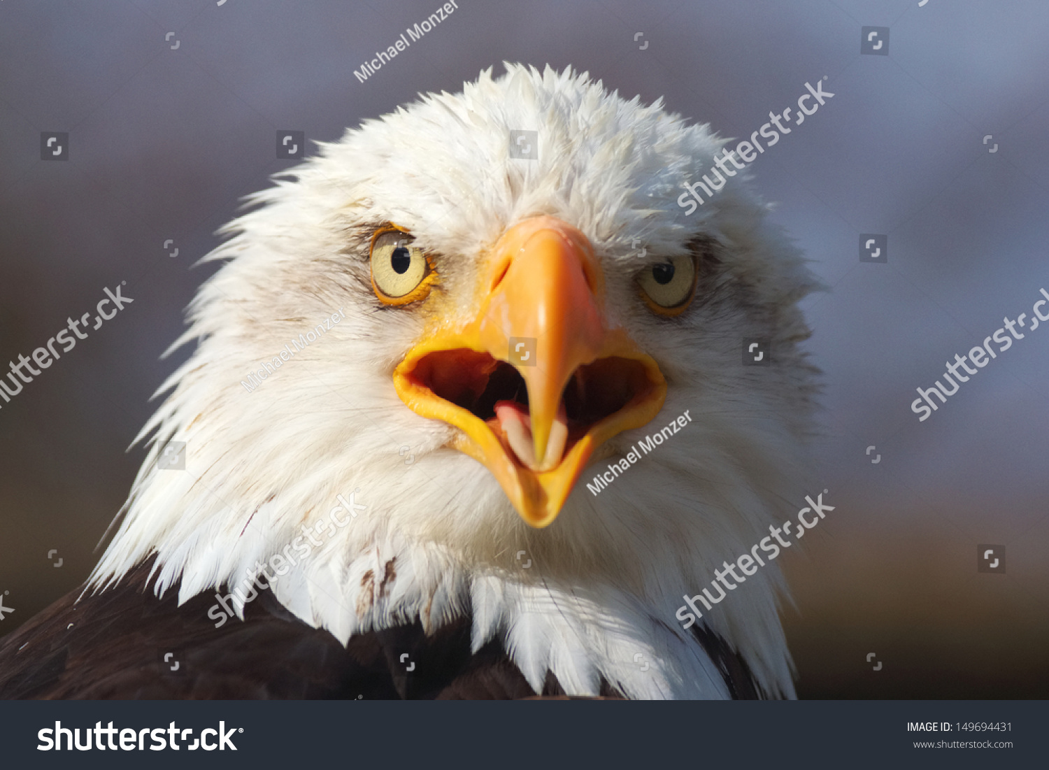 bald-eagle-call-stock-photo-149694431-shutterstock