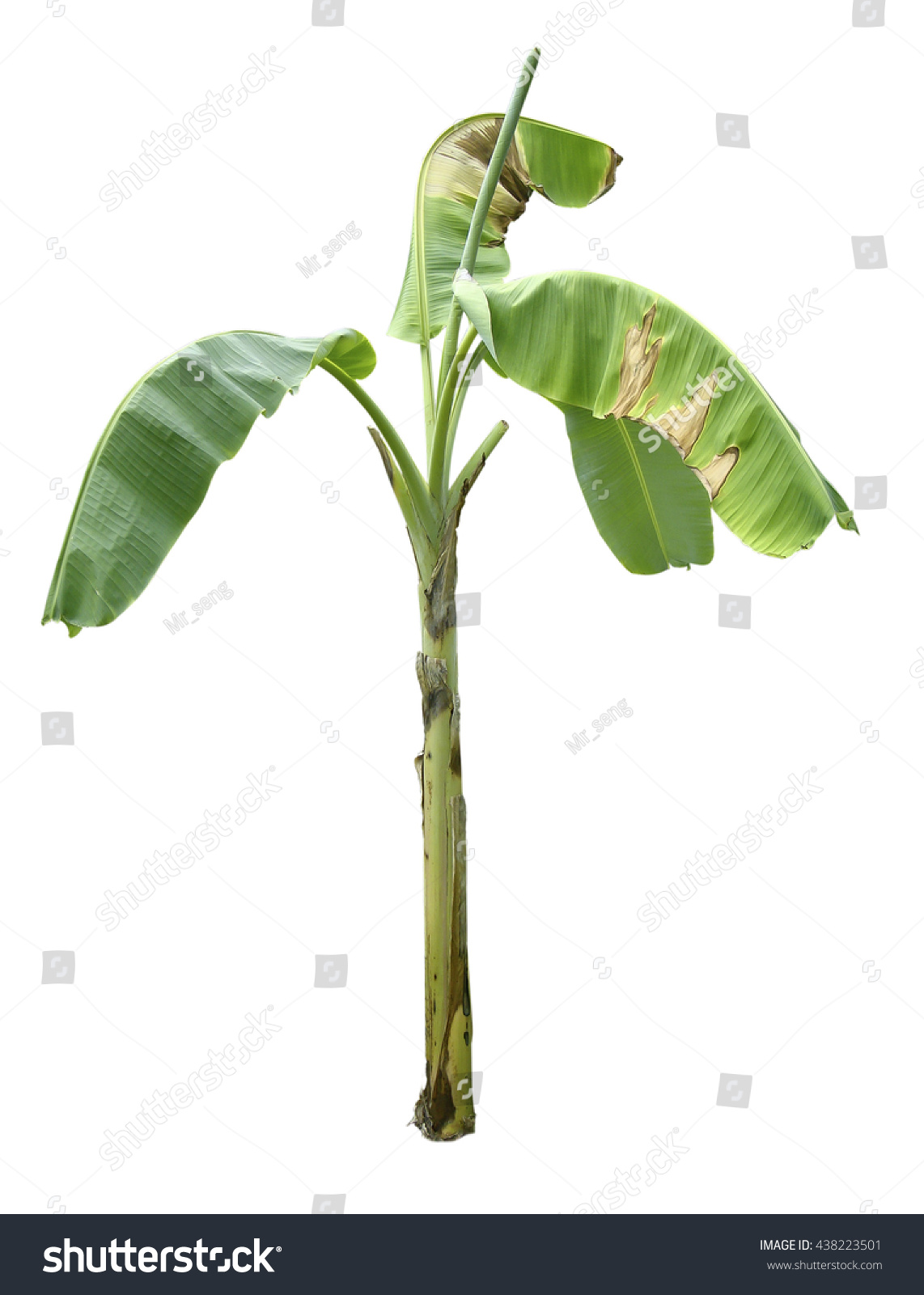 Banana Tree Isolated On White Background Stock Photo 438223501